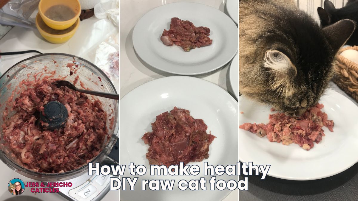 How to make healthy DIY raw cat food for a happier cat