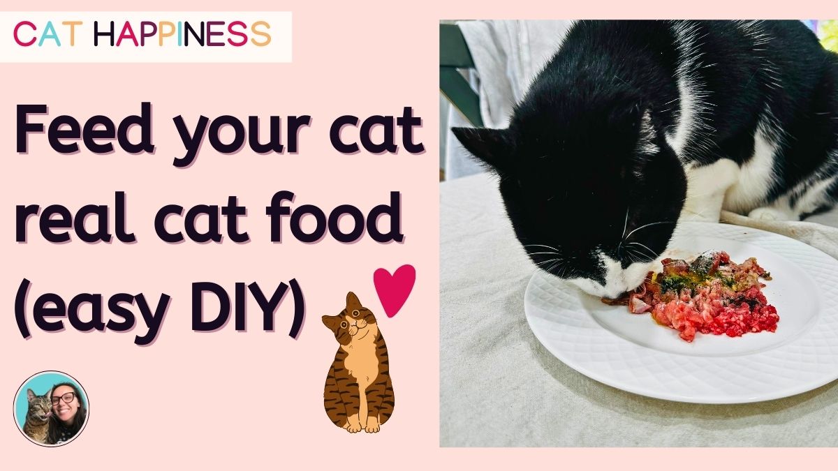 How to make cat food + healthy DIY recipes