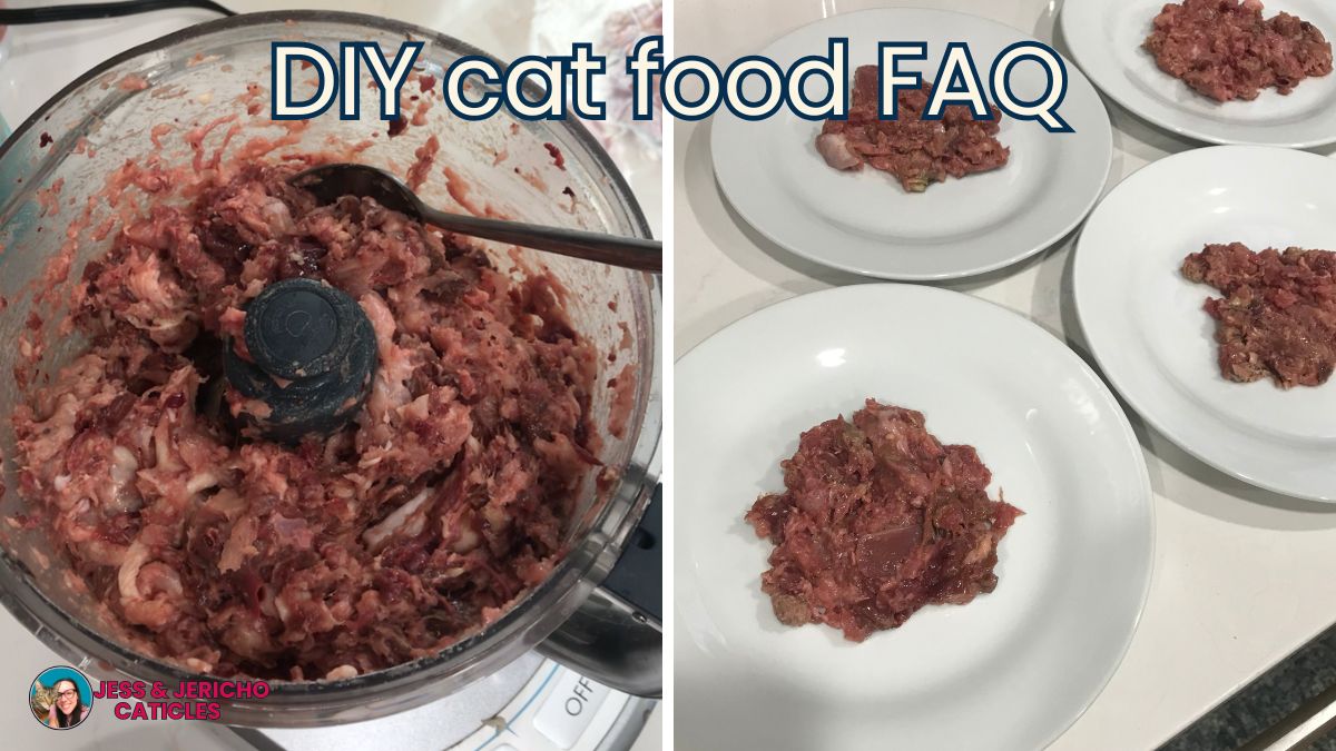 diy raw cat food recipe faq jess and jericho caticles