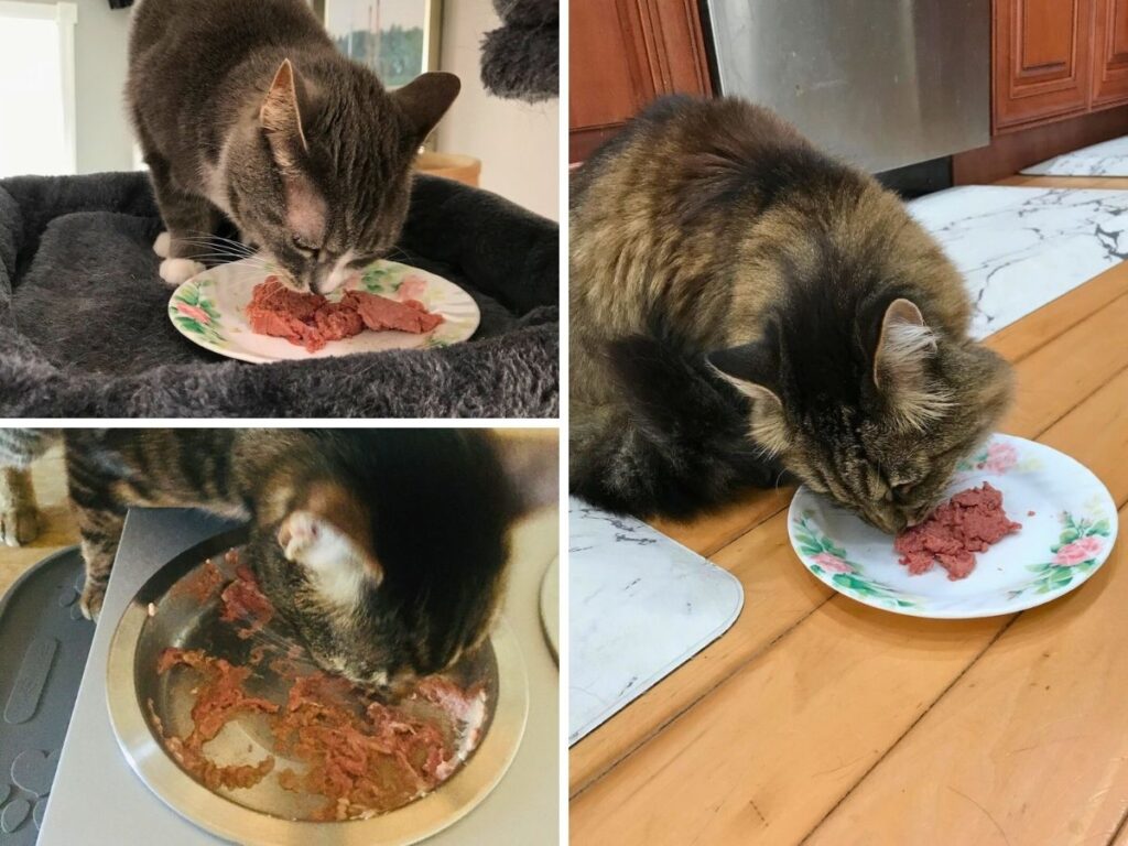 cats eating raw