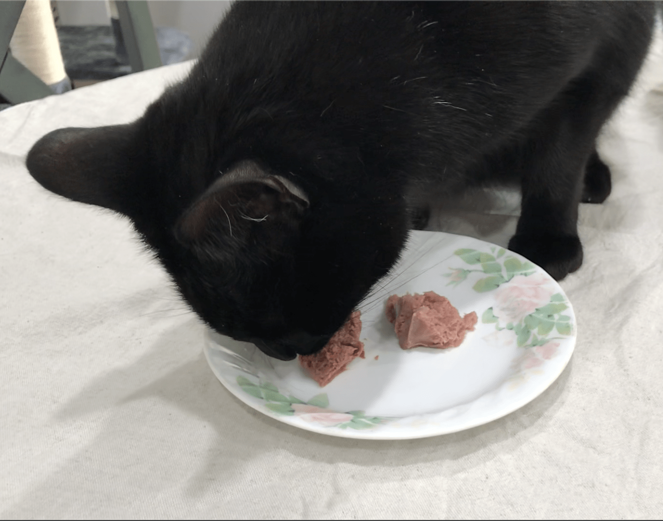 cat eating raw food