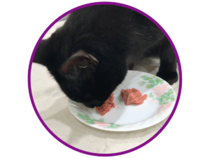 ash eating ground raw cat food
