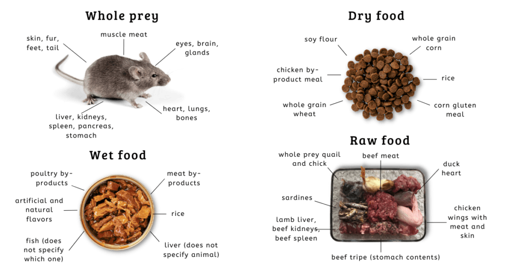 whole prey mouse vs dry cat food vs wet food vs raw food