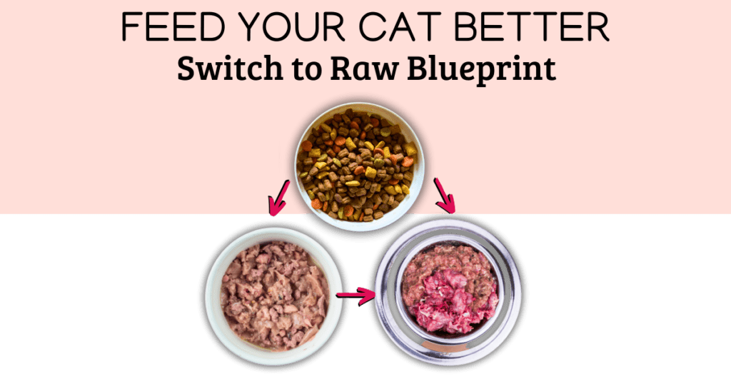 switch to raw blueprint course