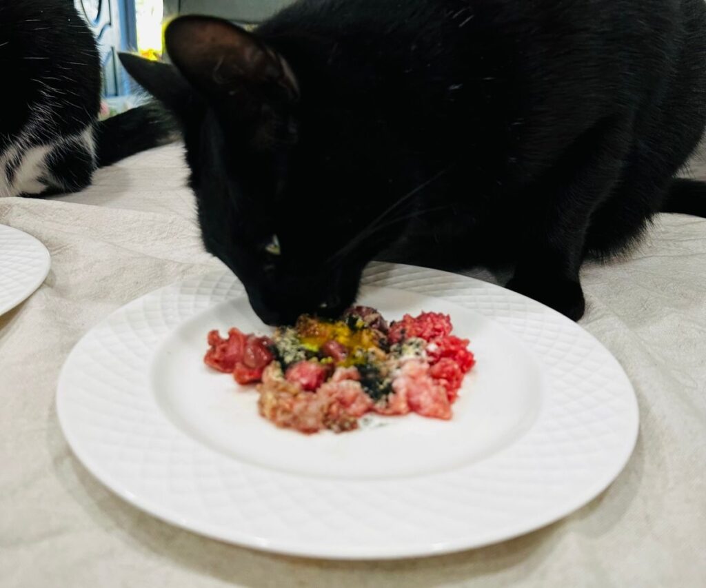 Switching cat 2024 to raw diet