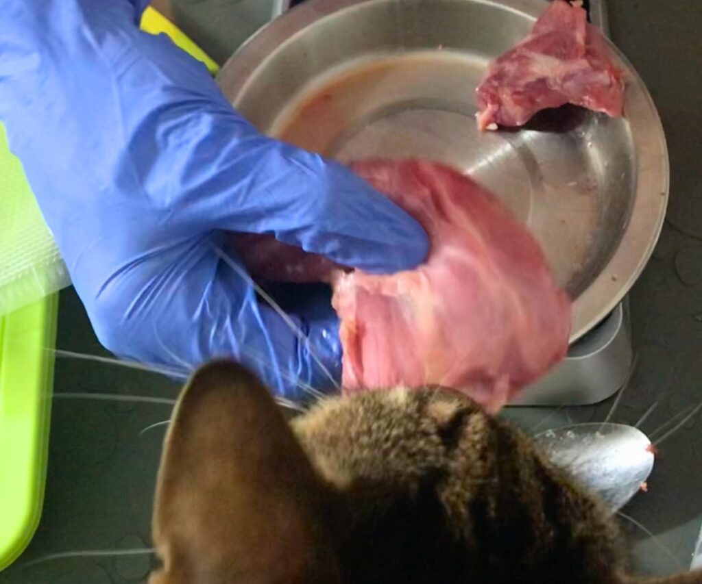 cat grabbing rabbit raw meaty bone