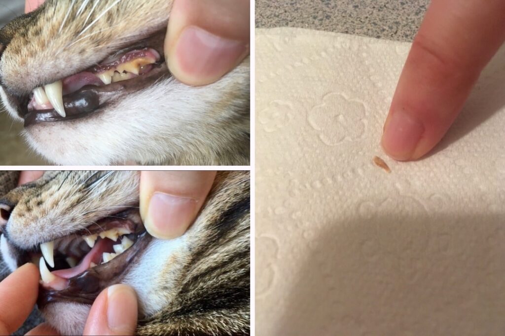 cat teeth before and after raw meaty bones