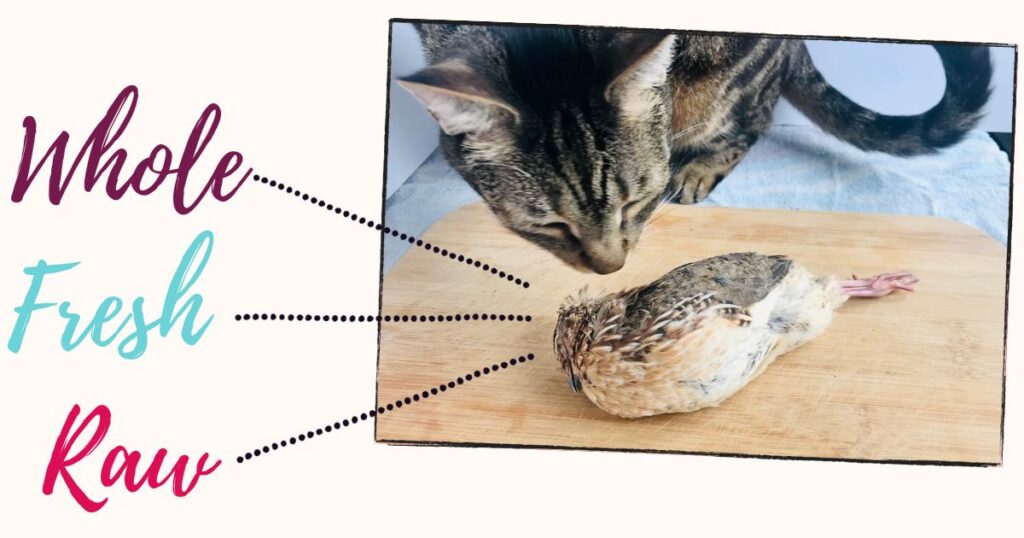 cat with whole prey quail whole fresh raw