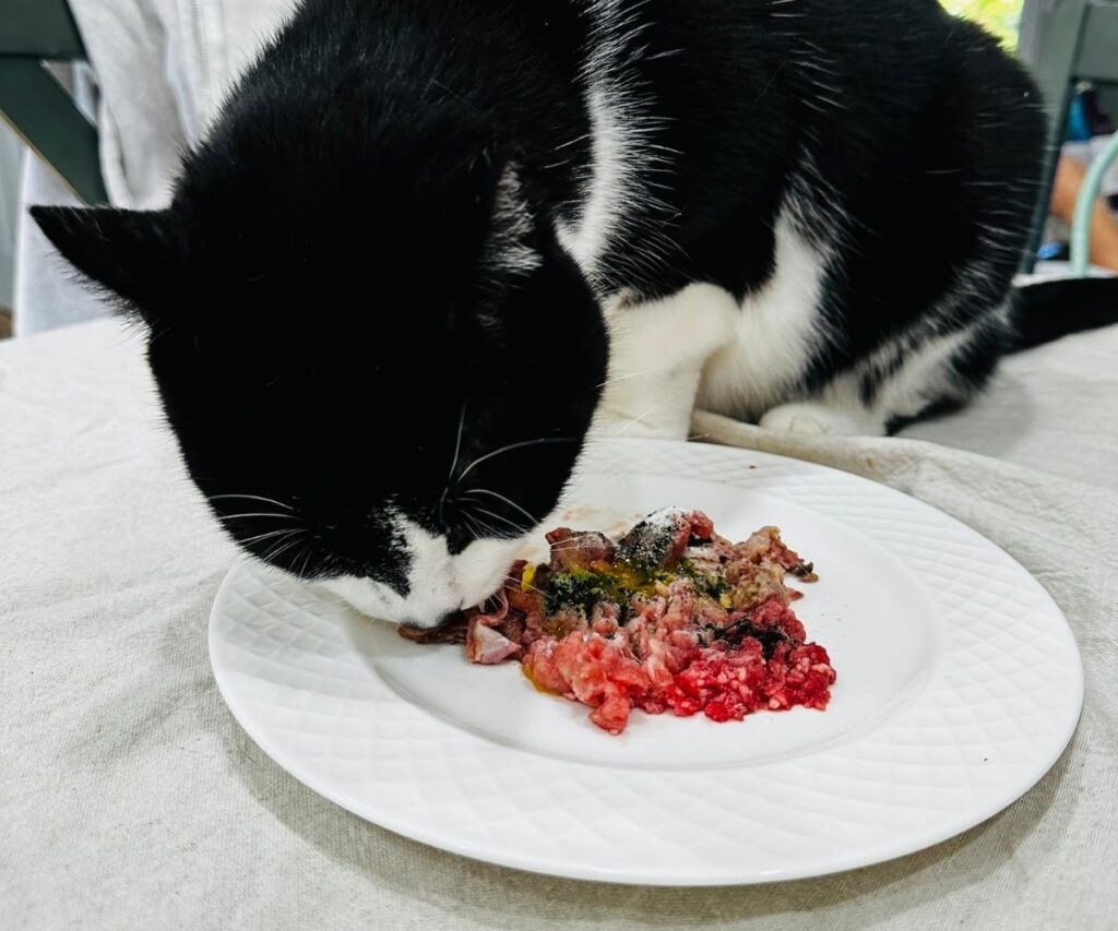 cat eating homemade raw diet