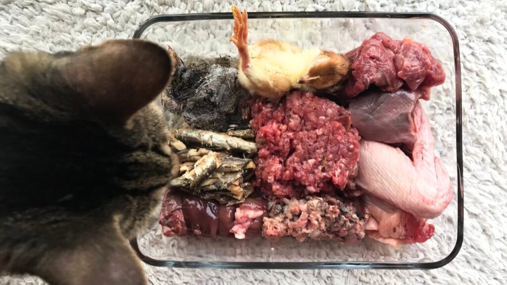 whole prey raw meaty bones cat food