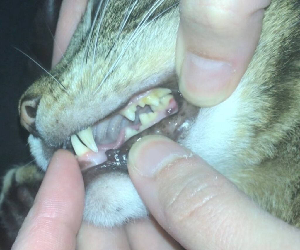 clean cat teeth after eating raw meaty bones