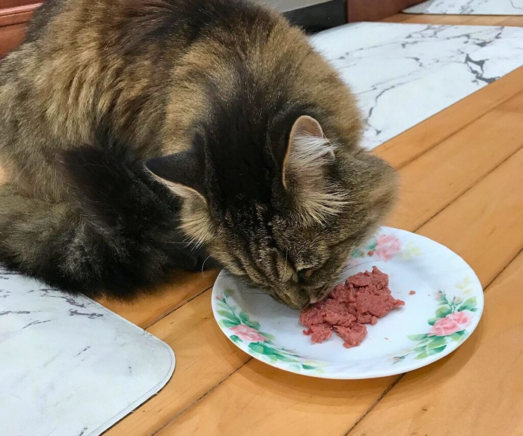 charlie cat eating raw food jess caticles