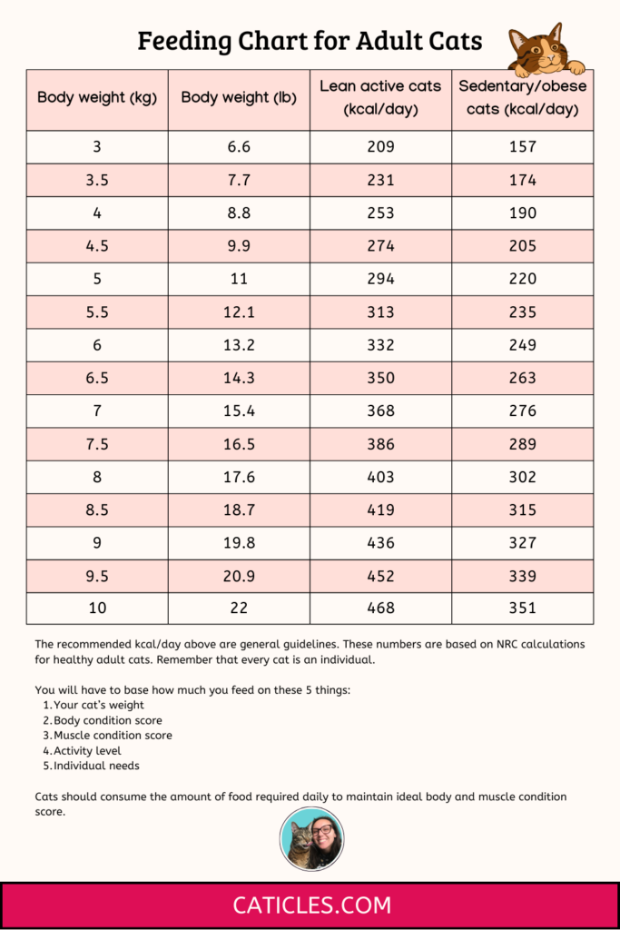 feeding chart for adult cats how much to feed cat jess caticles