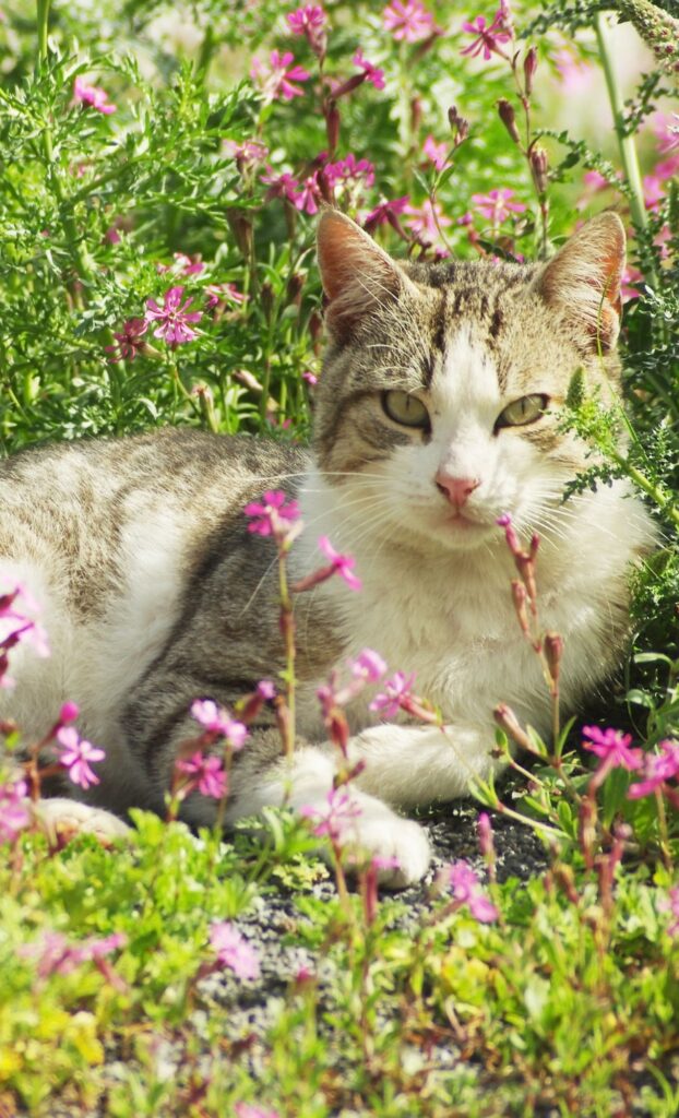 cat outside sitting in flowers spring wallpaper