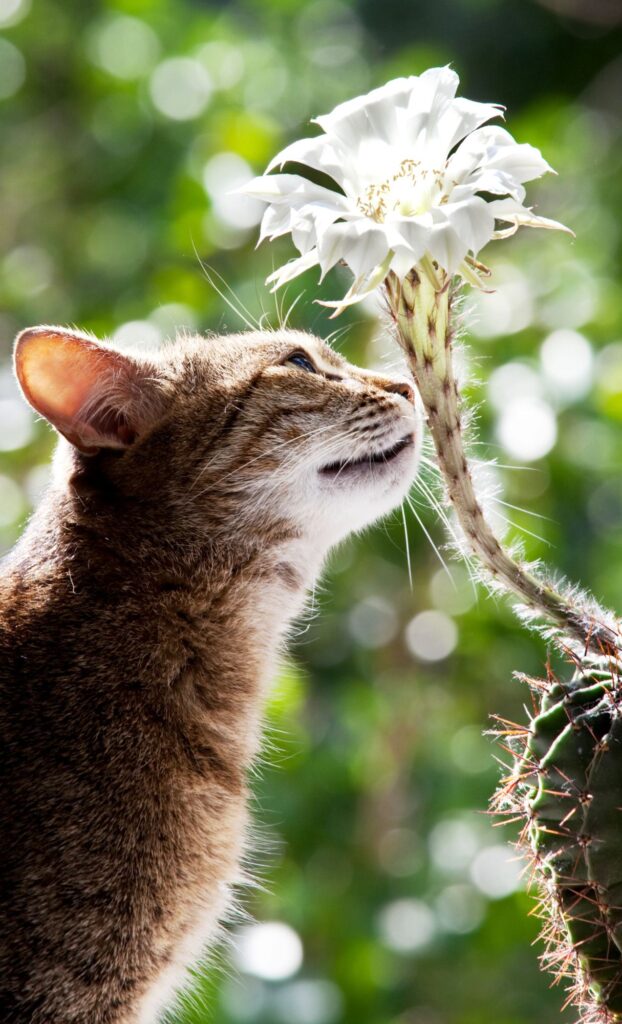 cat sniffing cactus flower cat spring wallpaper