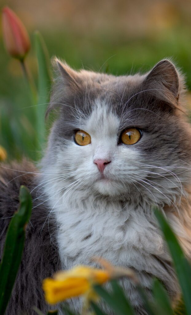 grey and white cat spring wallpaper