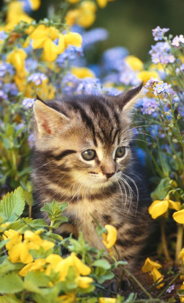 kitten outside blue yellow flowers cat spring wallpaper