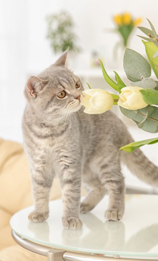 kitten yellow flower cat spring wallpaper