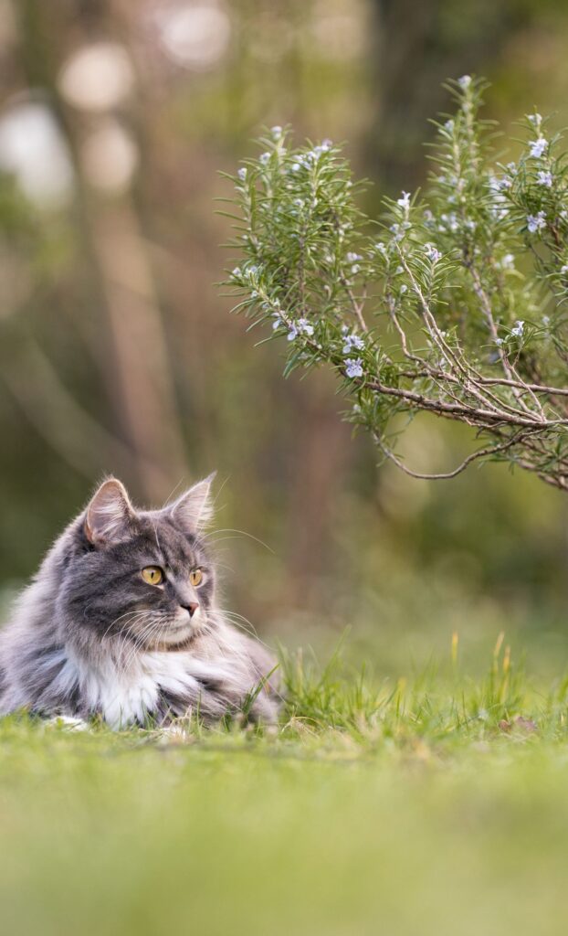 long hair cat spring wallpaper