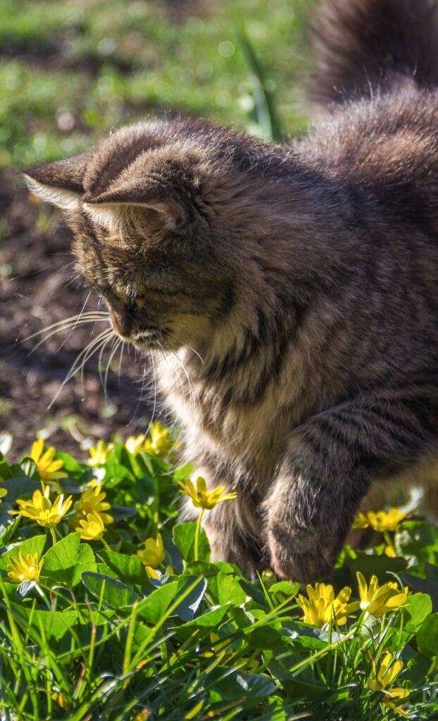 long hair tabby outside cat spring wallpaper