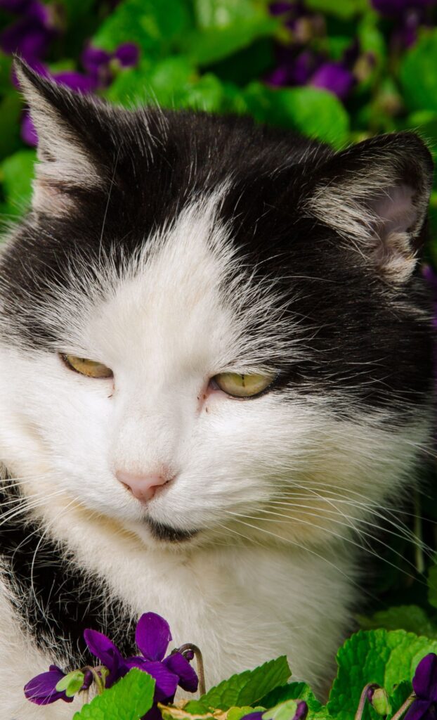 long hair tuxedo cat spring wallpaper