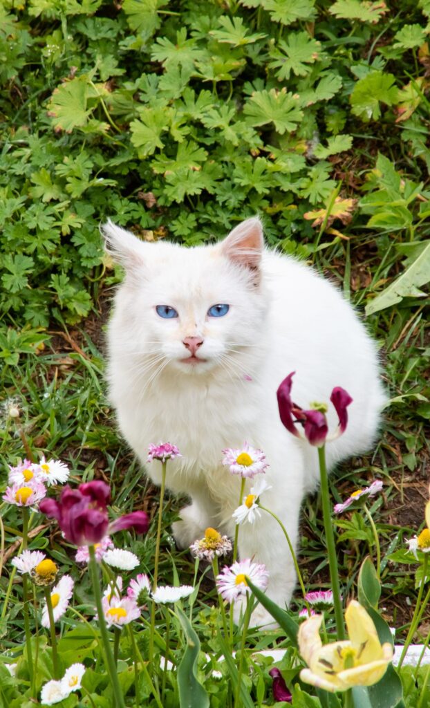 long hair white cat spring wallpaper