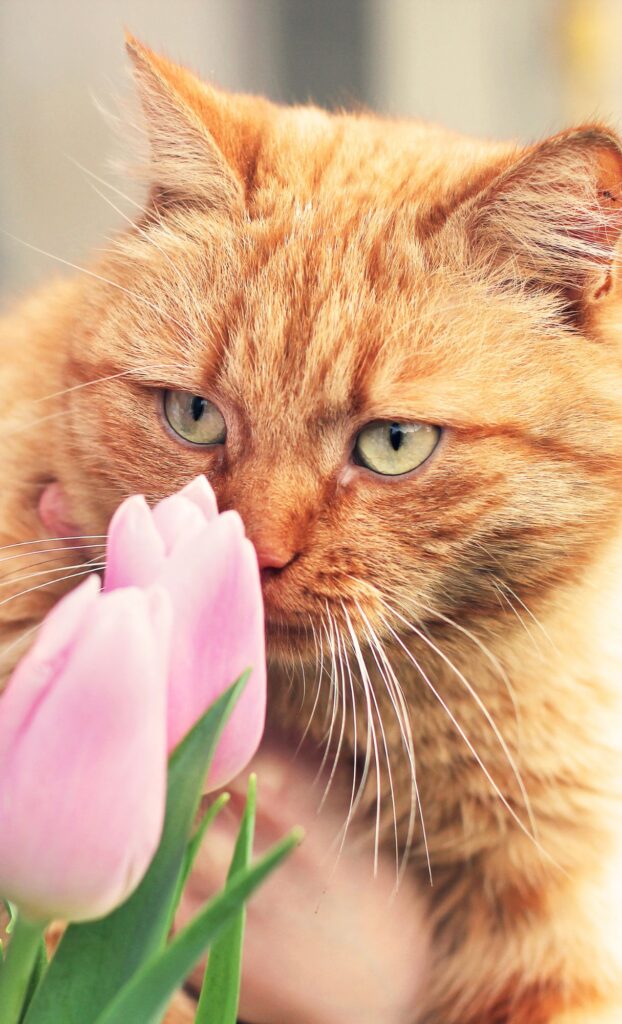 orange tabby cat with pink flower spring wallpaper