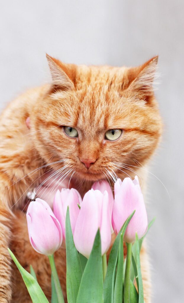 orange tabby pink flowers cat spring wallpaper