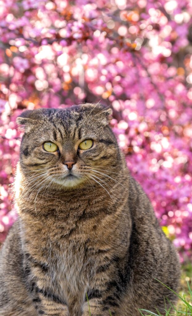 pink flowers cat spring wallpaper