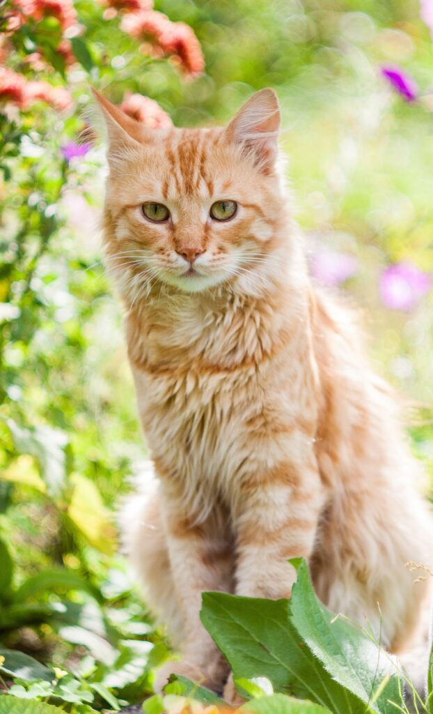 tabby cat outside flowers cat spring wallpaper