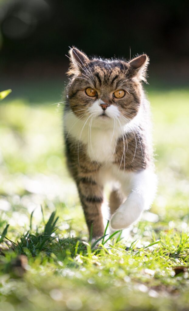 tabby cat outside spring wallpaper