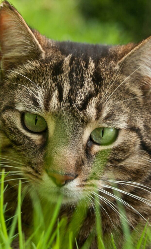 tabby up close in grass cat spring wallpaper
