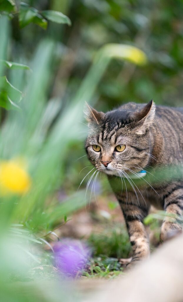 tabby walking outside cat spring wallpaper