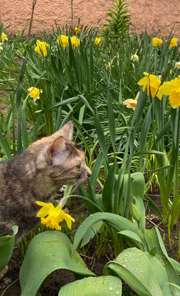 tabby yellow flowers cat spring wallpaper