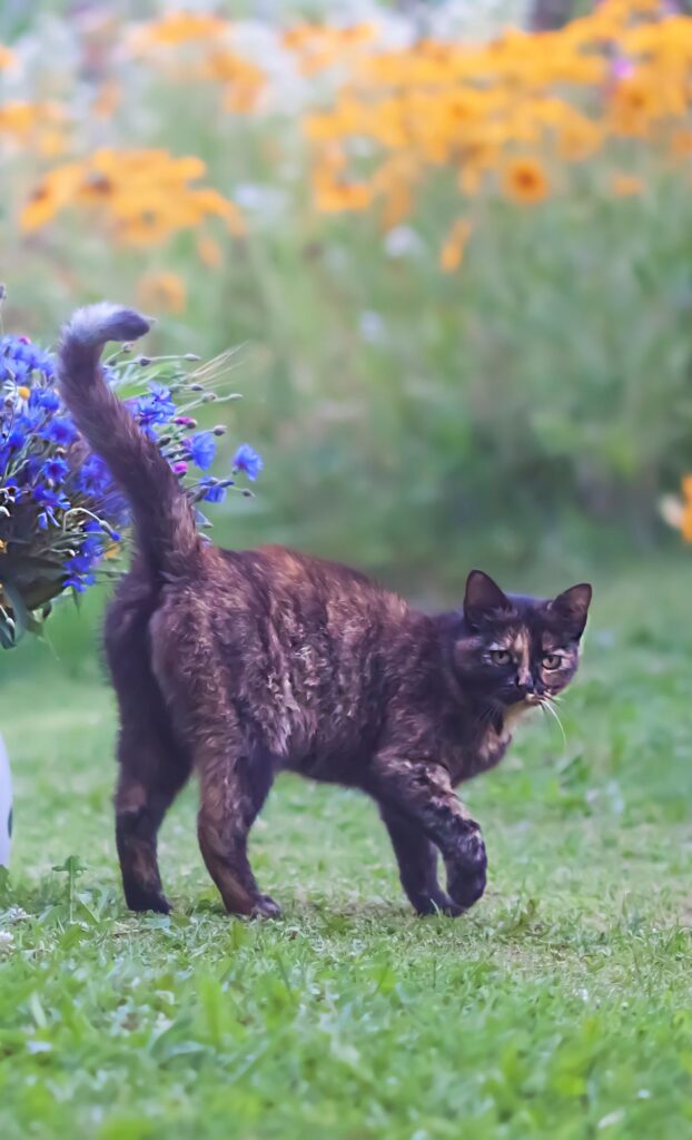 tortie outside flowers cat spring wallpaper