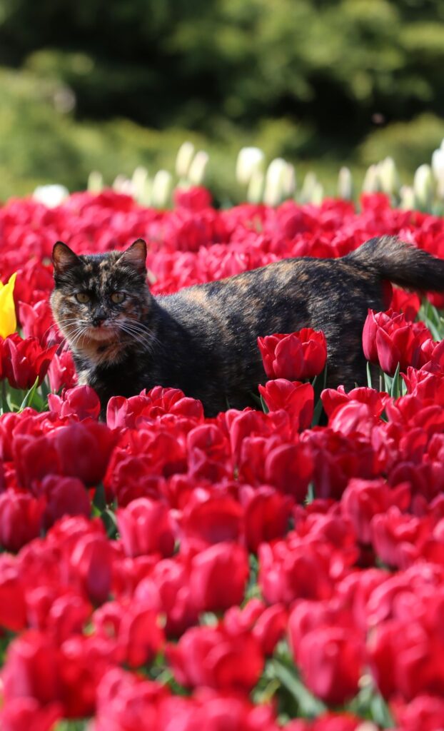tortie outside red flowers cat spring wallpaper