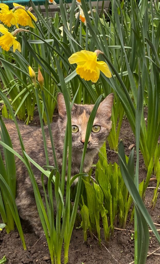tortie outside yellow flowers cat spring wallpaper