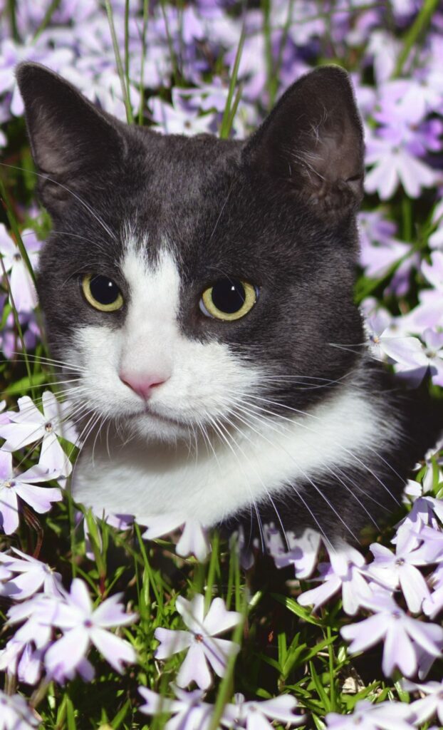 tuxedo purple white flowers cat spring wallpaper