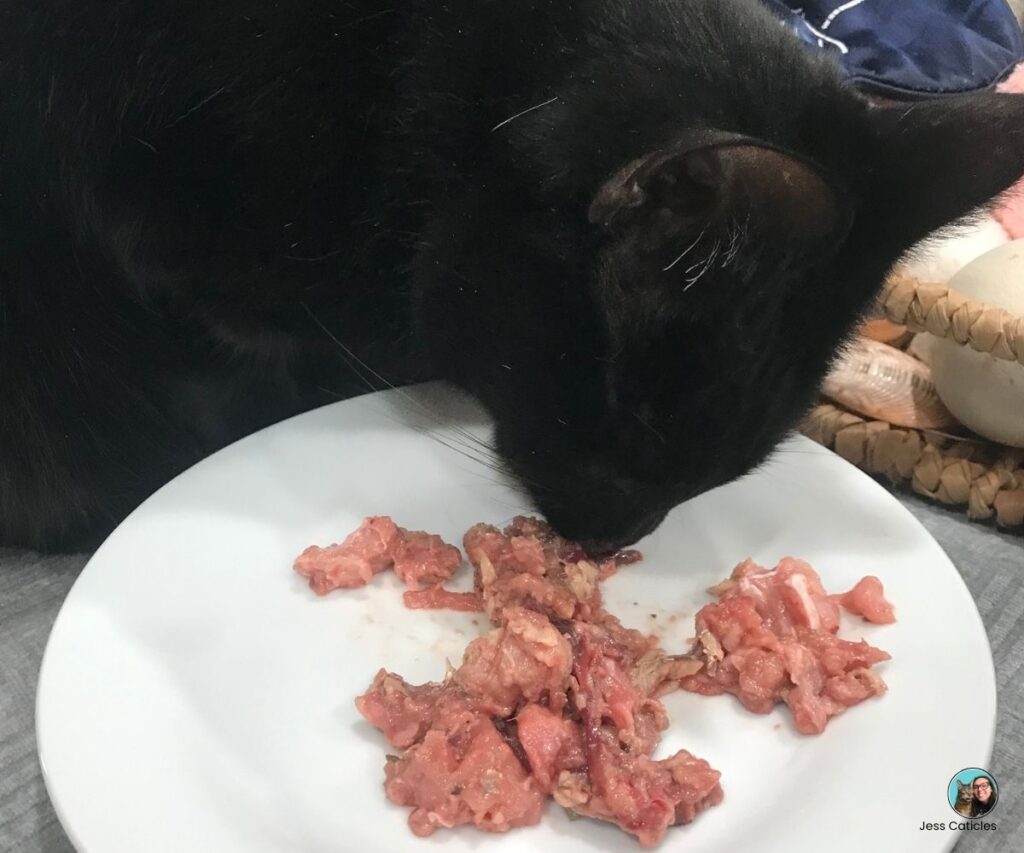 ash cat eating homemade raw cat food jess caticles