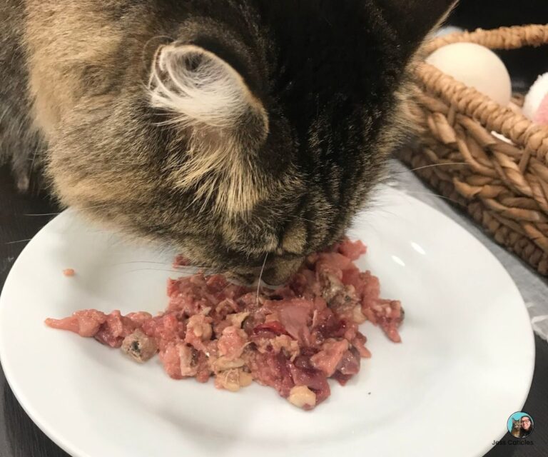 cat eating homemade raw cat food