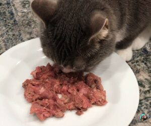 cat eating homemade raw food