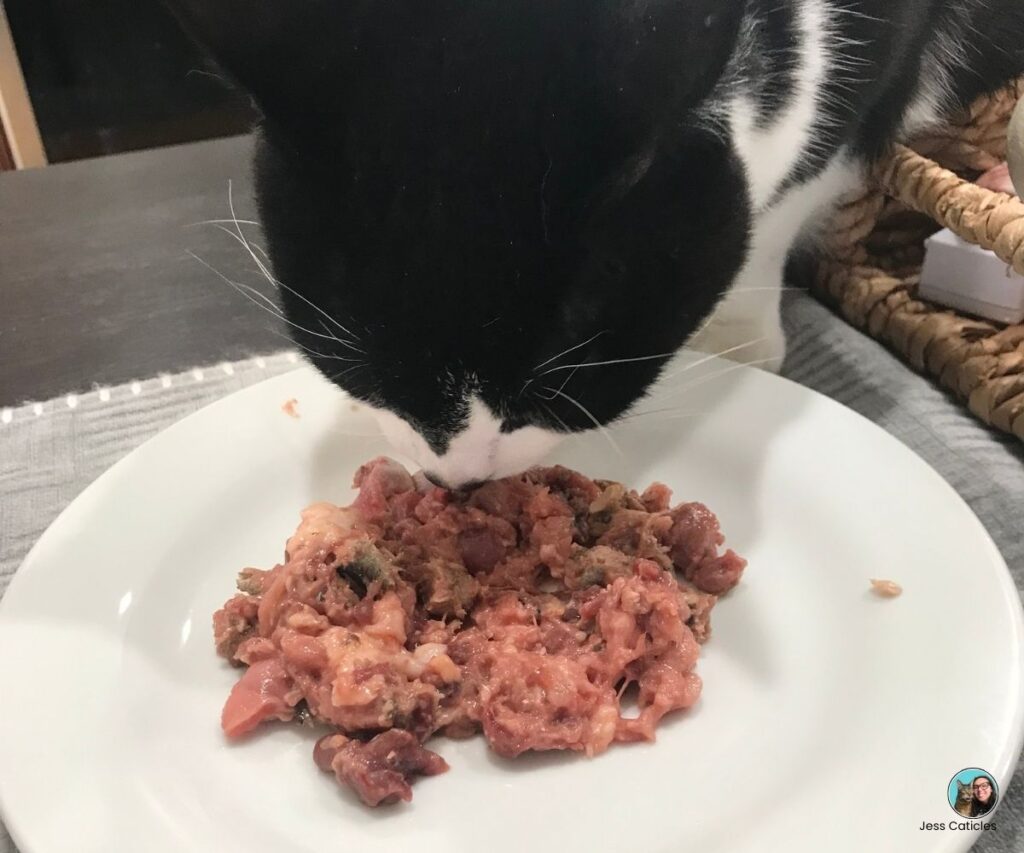 cat eating homemade raw cat food