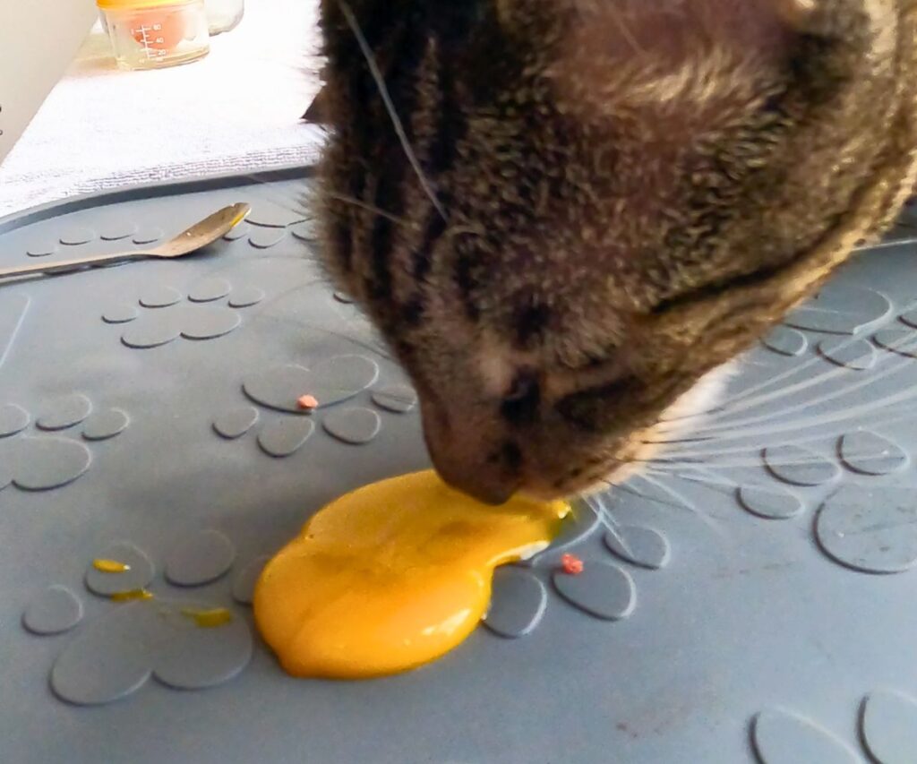 cat eating raw egg yolk