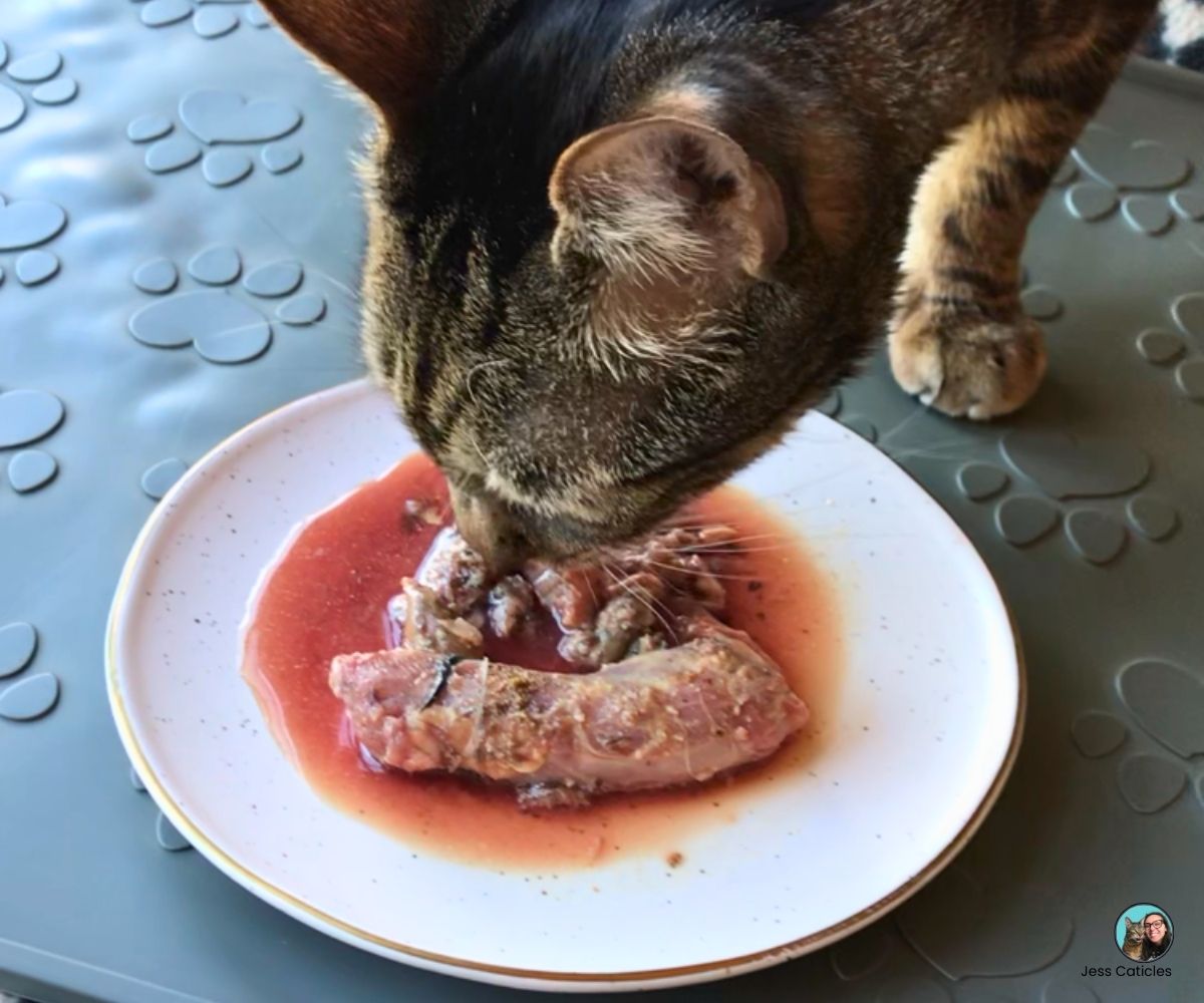 cat eating homemade raw cat food