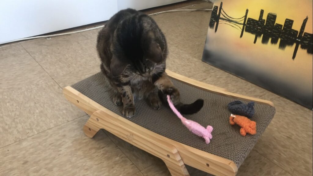 friends of normie cat scratcher toy mice