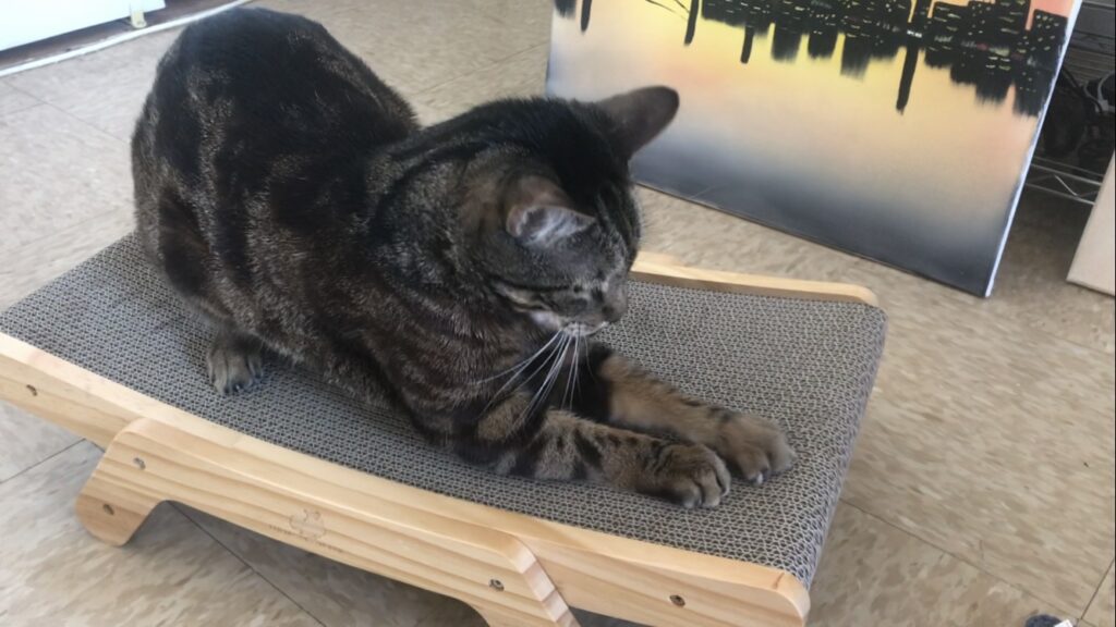 friends of normie cat scratching on scratcher