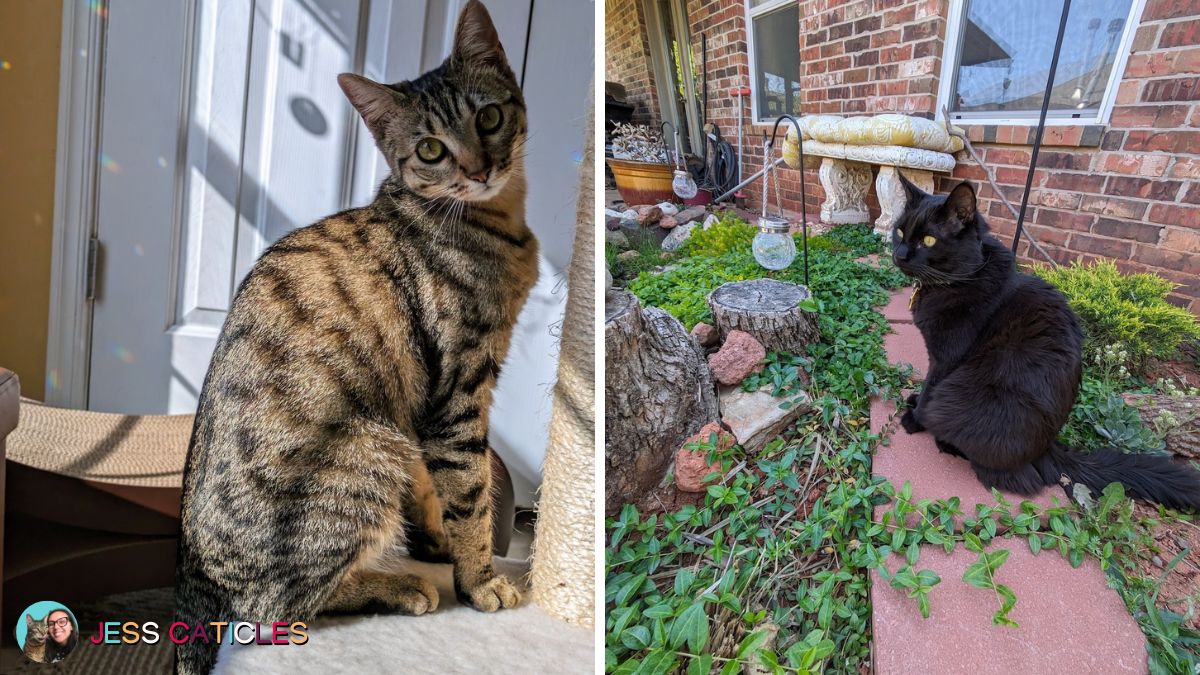 Case study: 2 kibble-addicted cats now thriving on raw