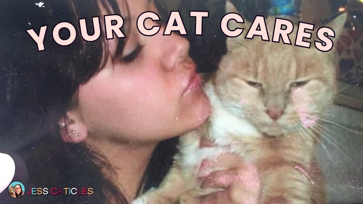 your cat cares jess caticles