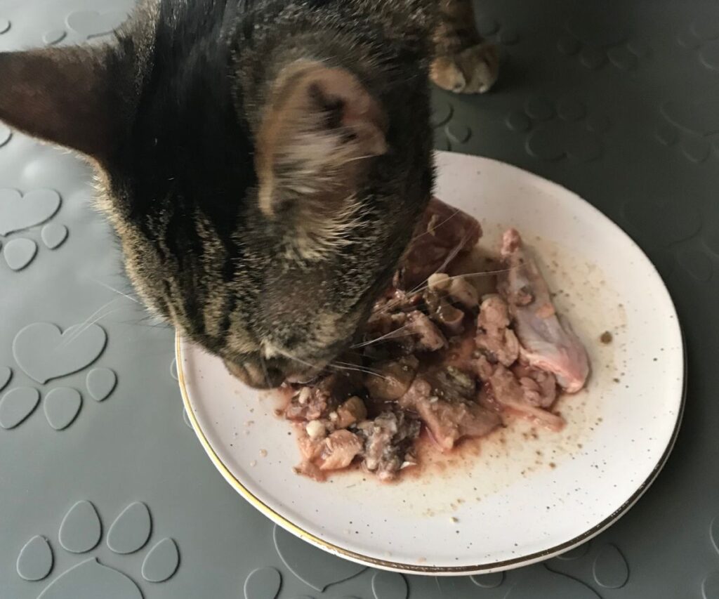 jericho eating homemade raw meaty bones diet