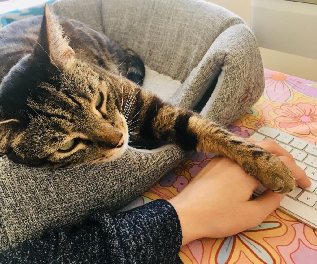cat holding persons hand strong bond cuddling jess caticles